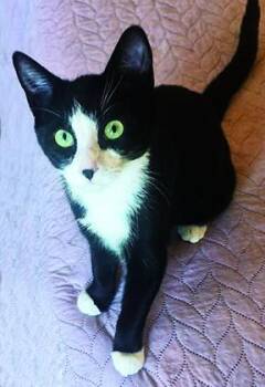 Ladybug -  Tuxedo Cat for Adoption in Tiburon, California - Ladybug | PetCurious