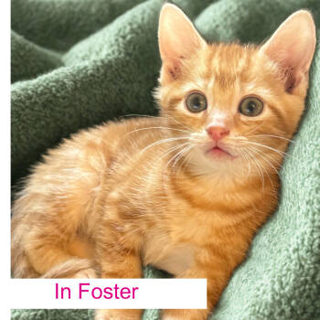 Rescue Domestic Short Hair Cats for Adoption in Chapel Hill, North Carolina - Merino | PetCurious