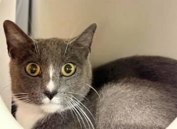 Domestic Medium Hair Cats Available for Adoption in Brentwood, Missouri - APRIL | PetCurious