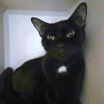 Squishy -  Domestic Short Hair Cat for Adoption in Providence, Rhode Island - Squishy | PetCurious