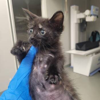 Menonita -  Domestic Short Hair Cat for Adoption in Westminster, California - Menonita | PetCurious