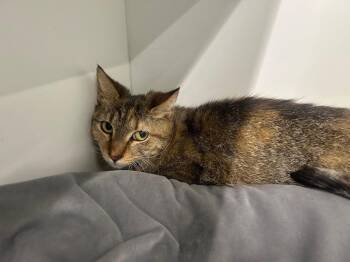 Domestic Short Hair Cats Available for Adoption - Fiona | PetCurious
