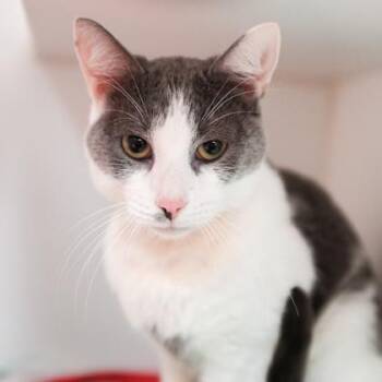 Domestic Short Hair Cats Available for Adoption - Skylar White | PetCurious