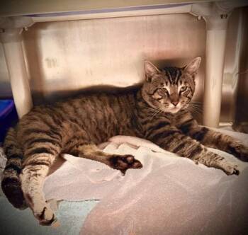 SALEM -  Domestic Short Hair Cat for Adoption in Alameda, California - SALEM | PetCurious