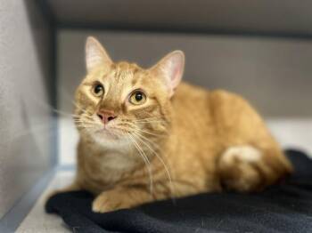 ARLO -  Domestic Short Hair Cat for Adoption in Aliquippa, Pennsylvania - ARLO | PetCurious