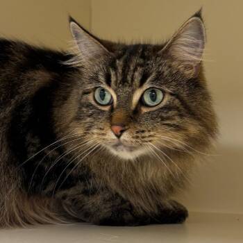 Rocket -  Domestic Long Hair Cat for Adoption in Naperville, Illinois - Rocket | PetCurious