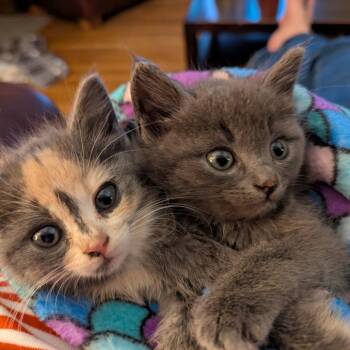 Nyaako -  Domestic Short Hair Cat for Adoption in Chattanooga, Tennessee - Nyaako | PetCurious