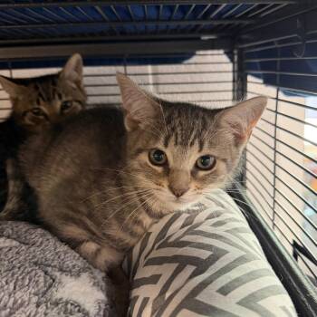 Paige -  Domestic Short Hair Cat for Adoption in Hampton Bays, New York - Paige | PetCurious