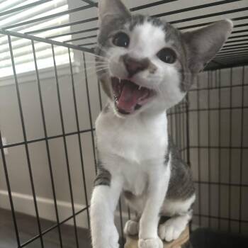 Sentry -  Domestic Short Hair and Tabby Cat for Adoption in Antioch, California - Sentry | PetCurious