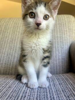 Gillette -  Domestic Short Hair Cat for Adoption in Westfield, New Jersey - Gillette | PetCurious