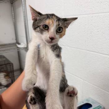 Mercedes -  Domestic Short Hair Cat for Adoption in Edinburg, Texas - Mercedes | PetCurious