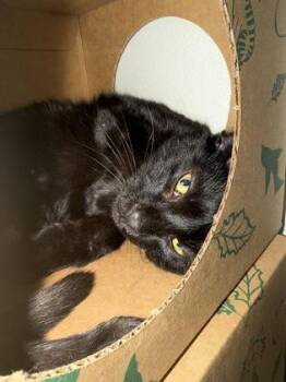 Domestic Short Hair Cats Available for Adoption in West Chester, Pennsylvania - Acrylic Paint | PetCurious