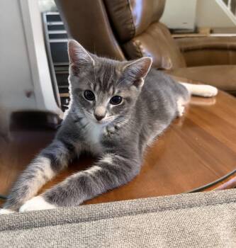Rumours: The Chain -  Tabby Cat for Adoption - Rumours: The Chain | PetCurious