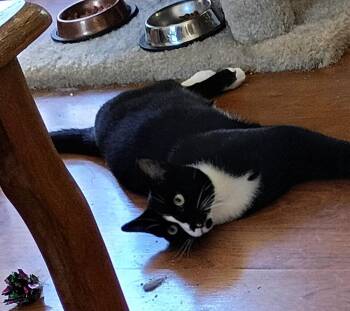 Dover -  Domestic Short Hair Cat for Adoption in Salisbury, North Carolina - Dover | PetCurious