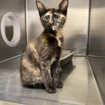 A612392 -  Domestic Short Hair Cat for Adoption in Modesto, California - A612392 | PetCurious