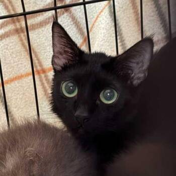 Domestic Short Hair Cats Available for Adoption - Ellie | PetCurious