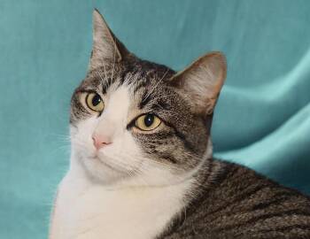 Moo Moo -  Tabby Cat Available for Adoption in Euclid, Ohio - Moo Moo | PetCurious