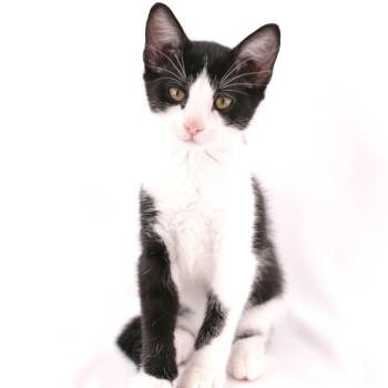 Tommy -  Domestic Short Hair Cat for Adoption in Herrin, Illinois - Tommy | PetCurious
