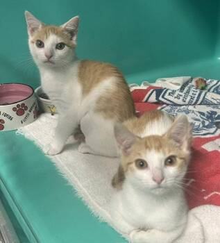 Apple & Mango 2 months females AVAILABLE 7/1 -  Domestic Short Hair Cat for Adoption in Sterling, Massachusetts - Apple & Mango 2 Months Females AVAILABLE 7/1 | PetCurious
