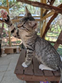 Flyball -  Domestic Short Hair Cat for Adoption in Fischer, Texas - Flyball | PetCurious