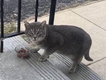 Domestic Short Hair Cats Available for Adoption - Salem | PetCurious