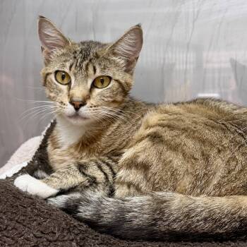 Mia -  Domestic Short Hair Cat for Adoption in Oakland, California - Mia | PetCurious