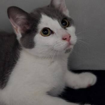 Rescue Domestic Short Hair Cats for Adoption in Quincy, Ohio - Damon | PetCurious