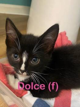 DOLCE Kitten (f) -  Domestic Short Hair Cat for Adoption in New Bern, North Carolina - DOLCE Kitten (f) | PetCurious