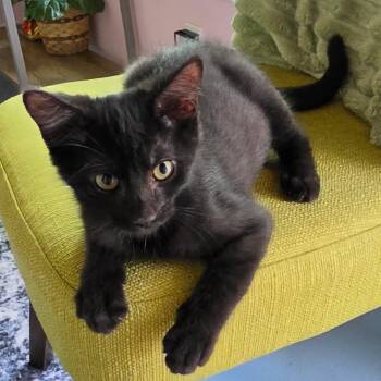 Miles -  Domestic Short Hair Cat for Adoption in Evansville, Indiana - Miles | PetCurious
