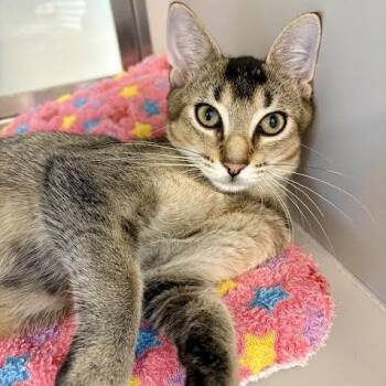 Max #2267 -  Domestic Short Hair Cat for Adoption in Buffalo, New York - Max #2267 | PetCurious