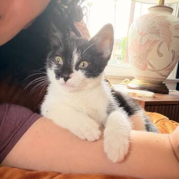 Ash -  Domestic Short Hair Cat for Adoption in Los Angeles, California - Ash | PetCurious