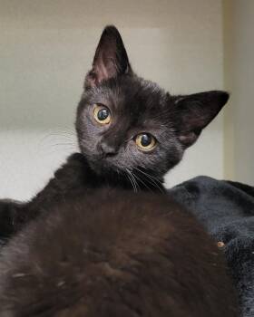 Rescue Domestic Short Hair Cats for Adoption in Grayslake, Illinois - Annie Wilkes | PetCurious
