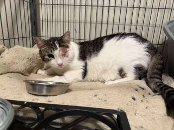 Domestic Short Hair Cats Available for Adoption - Uncle Leo | PetCurious