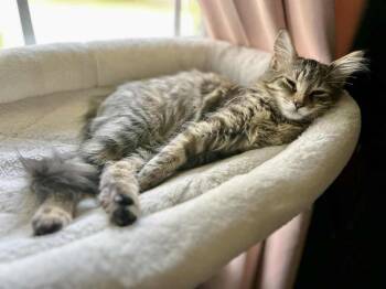 Rescue Domestic Medium Hair Cats for Adoption in Groveland, Massachusetts - Fiona | PetCurious