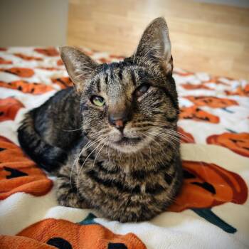 Gracie -  Domestic Short Hair Cat for Adoption in Buffalo, New York - Gracie | PetCurious