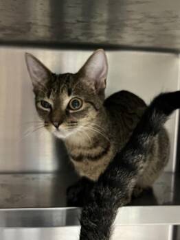 Astro $50 -  Domestic Short Hair Cat for Adoption in Seneca, South Carolina - Astro $50 | PetCurious