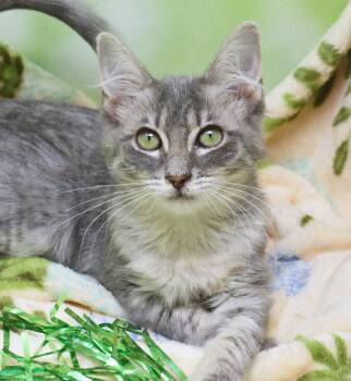 Queen Bee -  Domestic Short Hair Cat for Adoption in Tierra Verde, Florida - Queen Bee | PetCurious