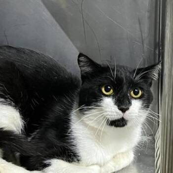 Taz -  Domestic Medium Hair Cat for Adoption in Marble, North Carolina - Taz | PetCurious
