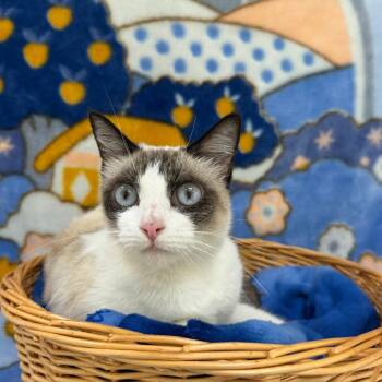 Trace -  Domestic Medium Hair Cat for Adoption in Riverwoods, Illinois - Trace | PetCurious