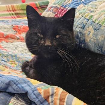 Domestic Short Hair Cats Available for Adoption - Mamba | PetCurious