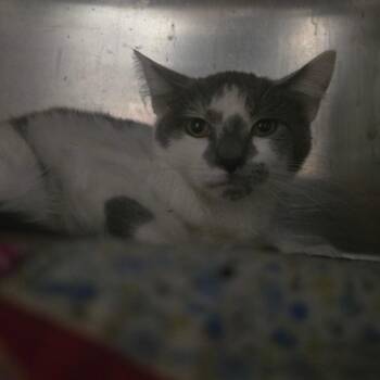 Wallace -  Domestic Short Hair Cat for Adoption in Kennebunk, Maine - Wallace | PetCurious