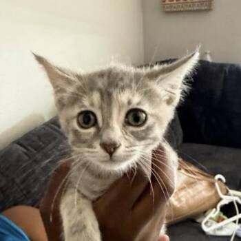 Kemuri -  Domestic Short Hair Cat for Adoption in Escondido, California - Kemuri | PetCurious