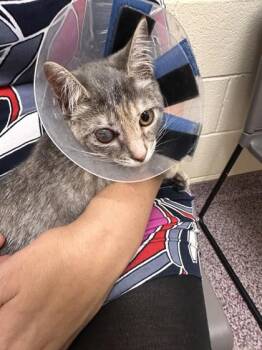 Birdie -  Domestic Short Hair Cat for Adoption in West Chester, Pennsylvania - Birdie | PetCurious