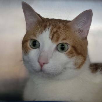 Rocket -  Domestic Short Hair Cat for Adoption in Myrtle Beach, South Carolina - Rocket | PetCurious