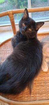 Inky -  Domestic Long Hair Cat for Adoption in Nashville, Tennessee - Inky | PetCurious