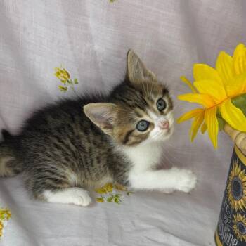 American Wirehair and Domestic Short Hair Cats Available for Adoption in Mount Vernon, Illinois - Rhea | PetCurious