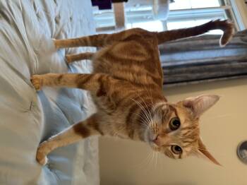 Rescue Domestic Short Hair Cats for Adoption in Enfield, Connecticut - Ginny | PetCurious