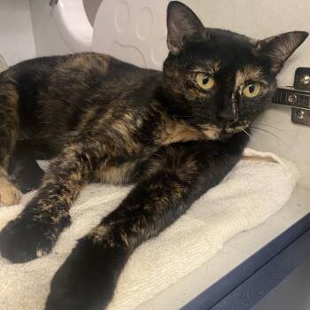 Domestic Short Hair Cats Available for Adoption in Dayton, Ohio - Butternut | PetCurious