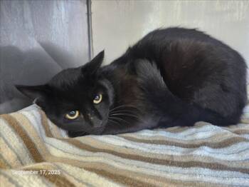 Rescue Domestic Short Hair Cats for Adoption in Santa Cruz, California - PORTER* | PetCurious