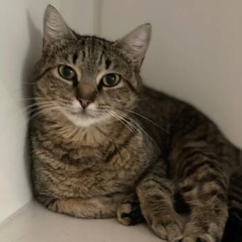 Domestic Short Hair Cats Available for Adoption in South Burlington, Vermont - Negroni | PetCurious